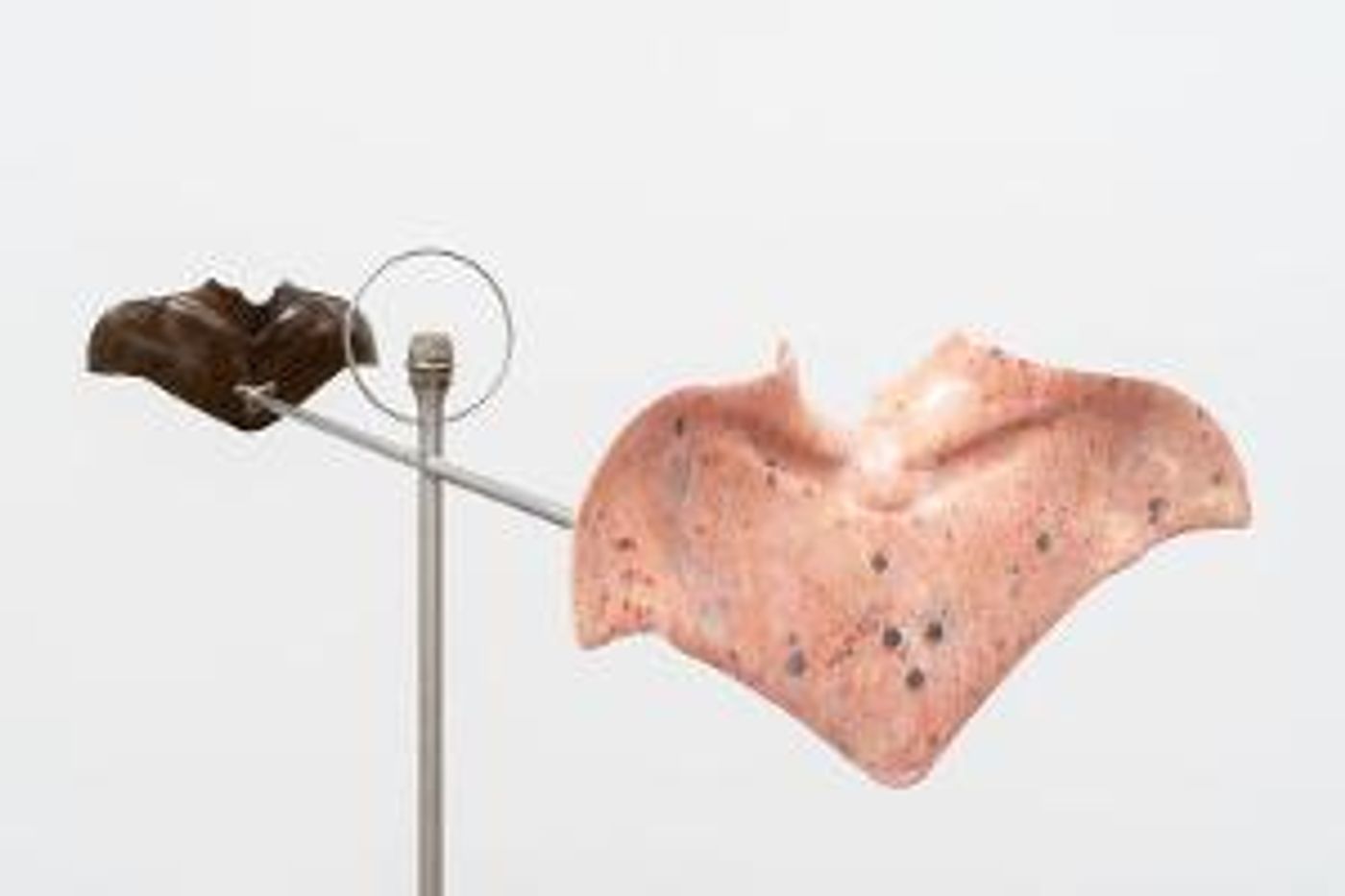 Now On View: Julia Phillips At Matthew Marks, Online And By Appointment  Image