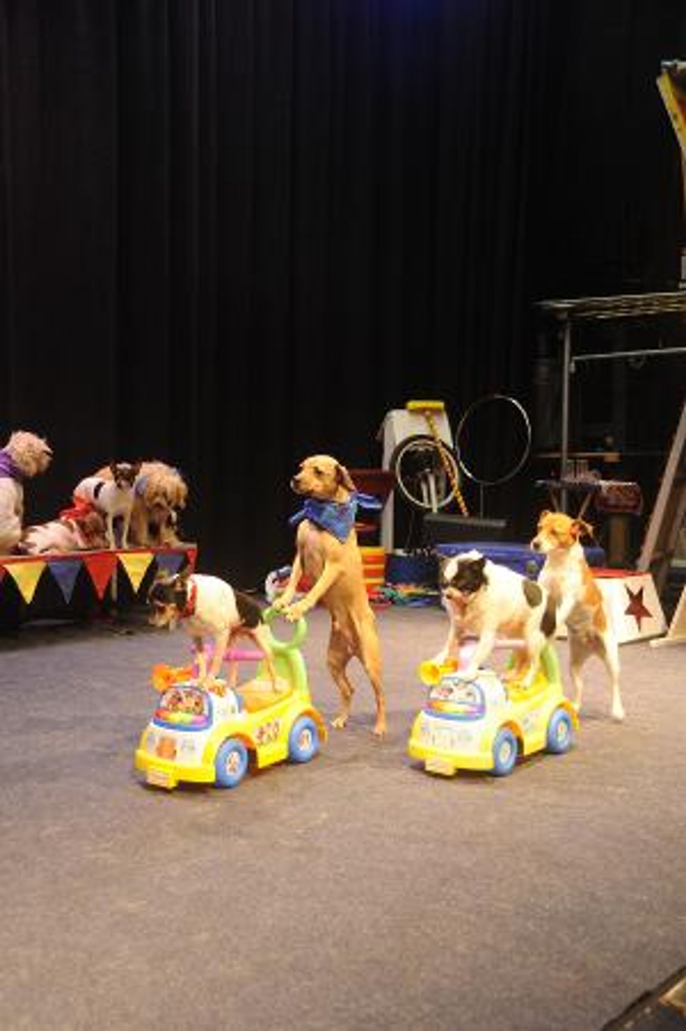 Johnny Peers And The Muttville Comix Come To The Ridgefield Playhouse  Image