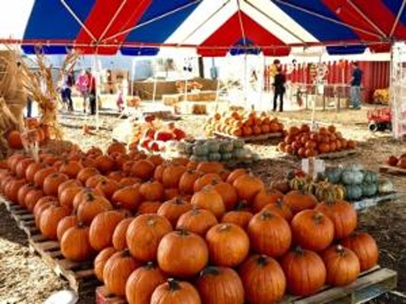 Mr. Jack O'Lanterns Pumpkin Patch To Open Amidst Coronavirus Pandemic  Image