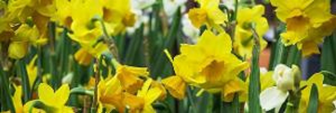 The Revels Presents SPRING SING: A Family Celebration Of The Vernal Equinox  Image