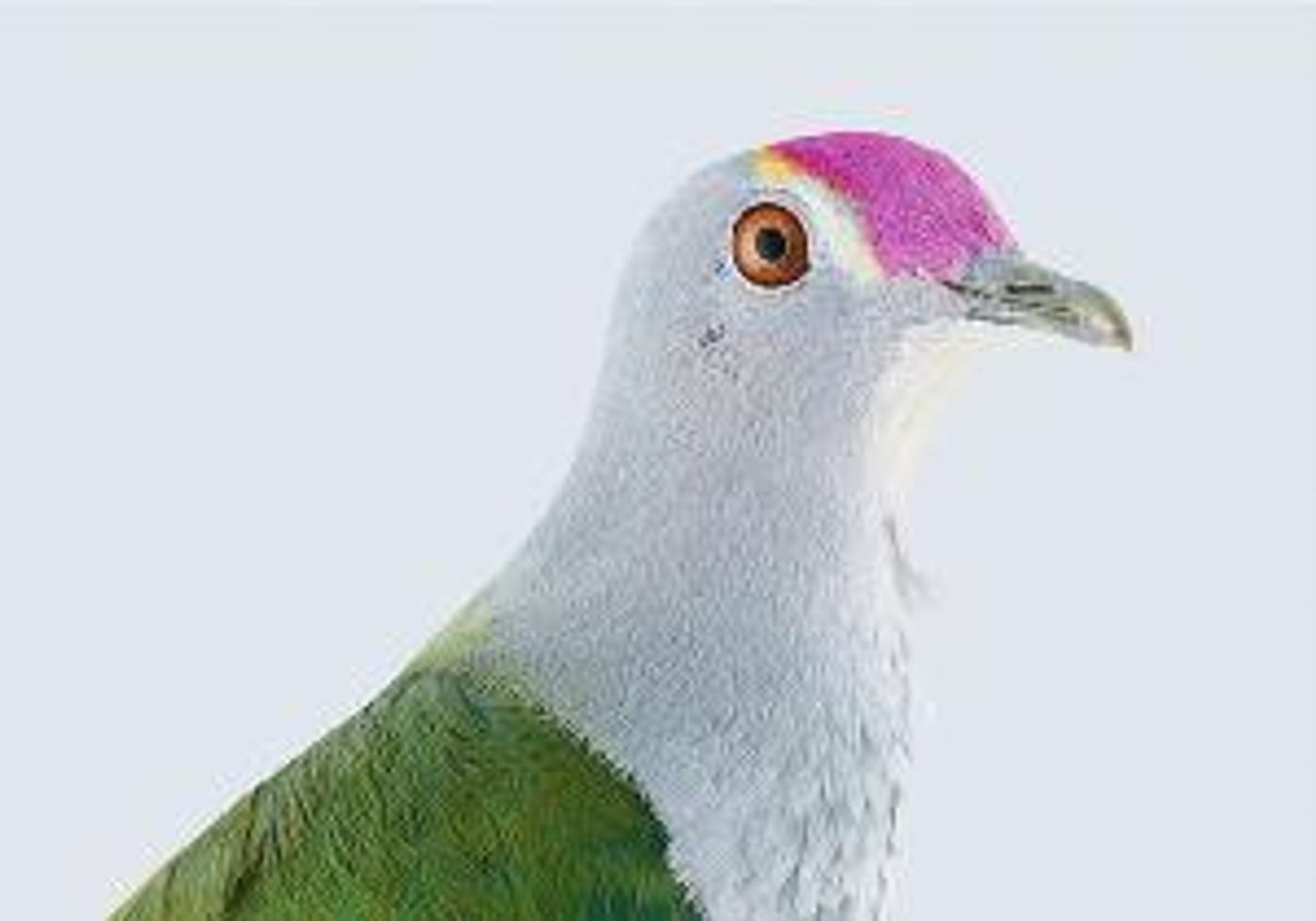 Manly Art Gallery & Museum Presents BIRDLAND Exhibition  Image