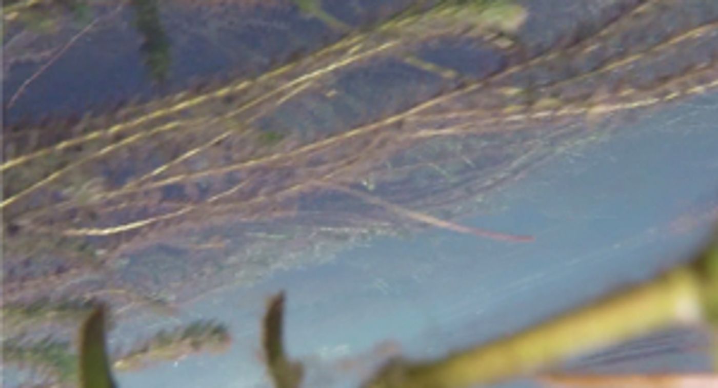 Times Square Arts Presents Allison Janae Hamilton's 'Wacissa' For April Midnight Moment  Image