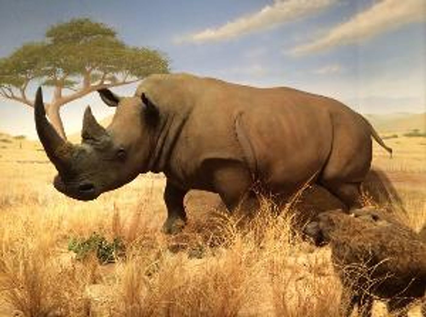 Las Vegas Natural History Museum to Celebrate 30th Anniversary on Saturday, July 10  Image