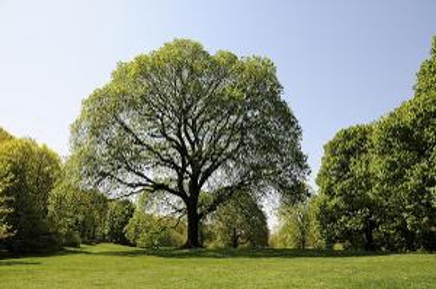 Creative Time Presents Kamala Sankaram's THE LAST STAND Public Sound Installation and Experimental Opera for Trees  Image