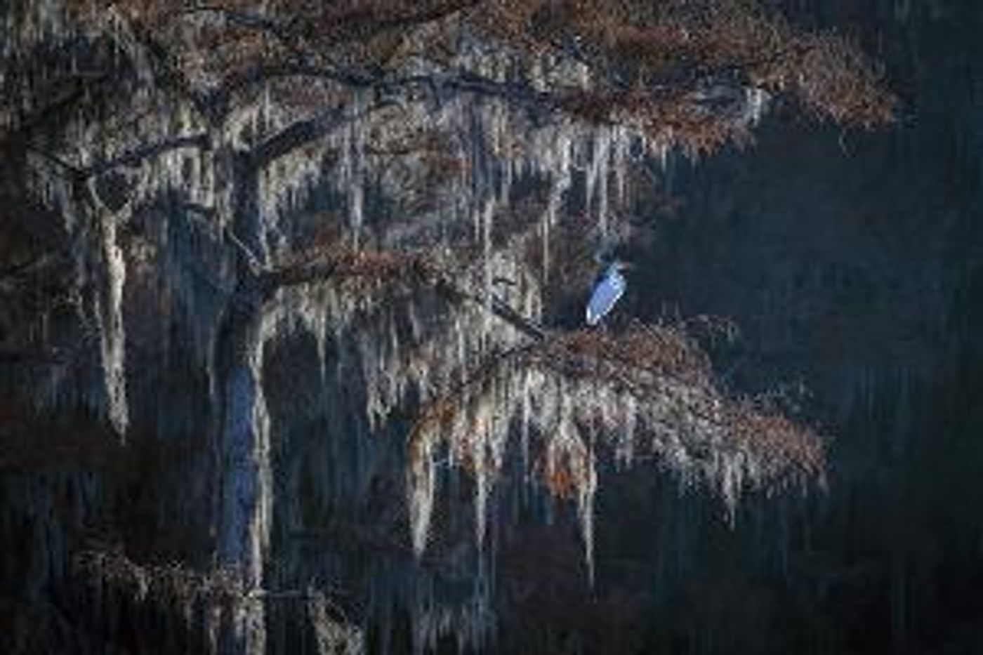 North Texas Asian Photographers To Exhibit At Eisemann Center  Image