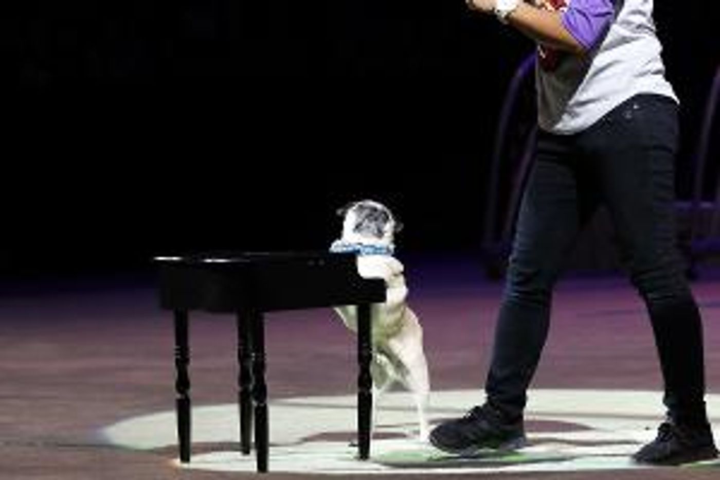 Segal Centre Will Present the World Premiere of SUPERDOGS: THE MUSICAL This Month  Image