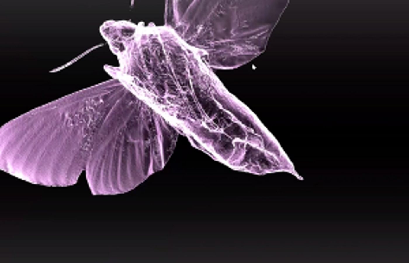 Artist Redell Olsen Collaborates With Scientists And Singers On DARE Prize Commission  Image