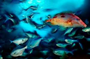 Palm Beach Photographic Centre to Host FOTOFUSION 2022  Image