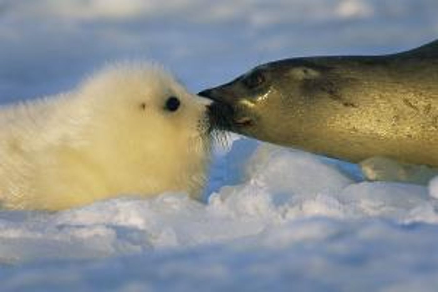 PB Photo Centre Presents LUMINOUS SEAS By Brian Skerry Through May 28  Image