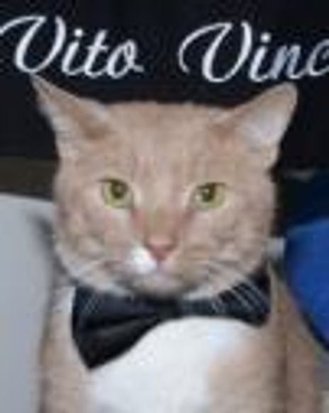 Vito Vincent Headshot