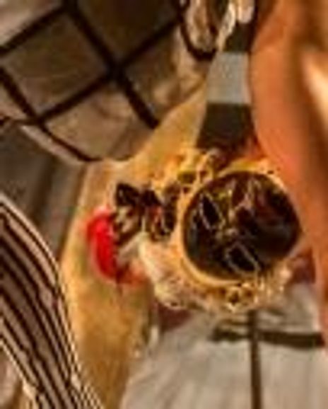 Cassady Rose Bonjo Headshot