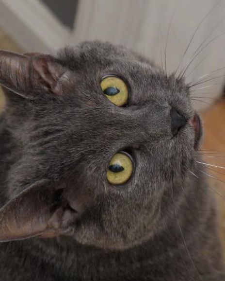 Zoe Iglehart Headshot