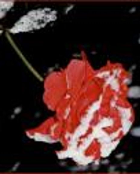 Amie Church Headshot