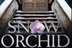 Snow Orchid