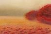A Picture of Autumn