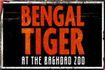 Bengal Tiger at the Baghdad Zoo