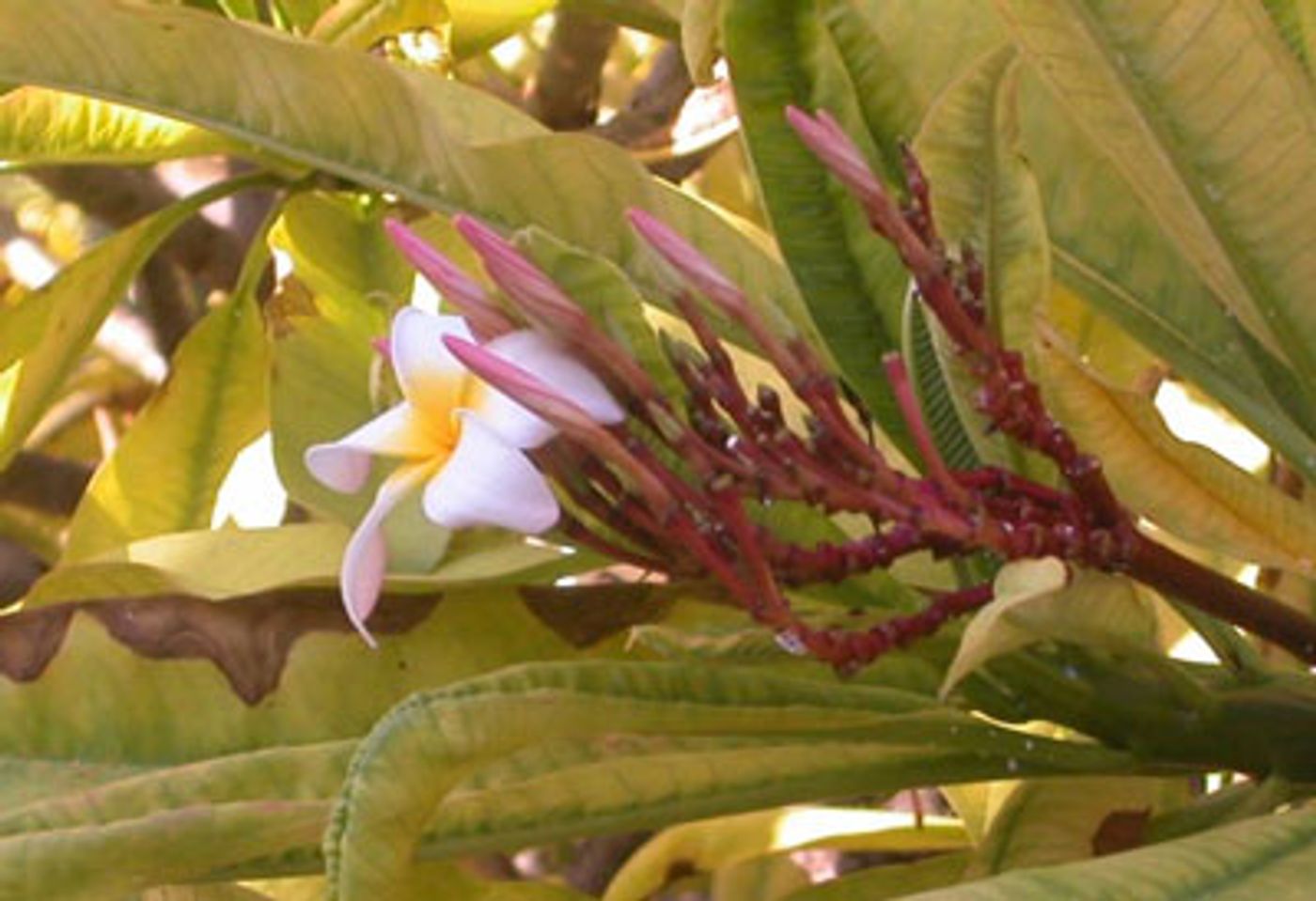 Photo Coverage: Broadway takes to the Sea: Jamie McGonnigal  Image