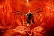 Illume in Australia - Sydney