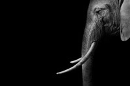 Mlima's Tale (Audio Play) show poster