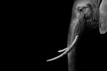 Mlima's Tale (Audio Play)