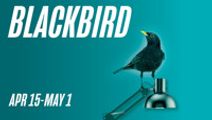 Blackbird