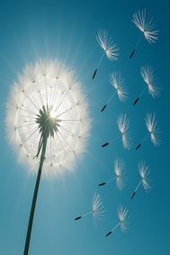 Dandelion show poster