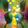 The Butterfly's Evil Spell in Tampa