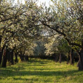 The Cherry Orchard show poster