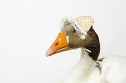 Jåtåkdag - Komilab nr. 6 show poster