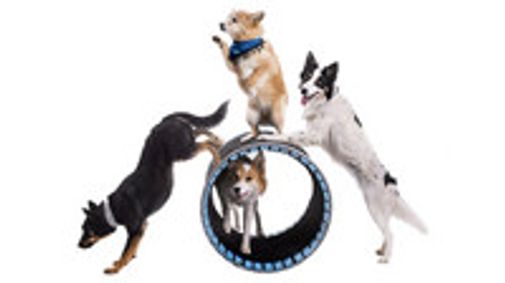 Mutts Gone Nuts! show poster