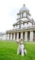 Greenwich Dog Show in UK Regional