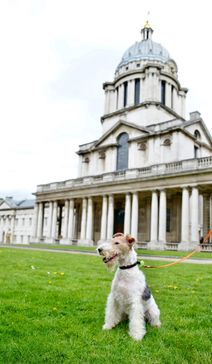 Greenwich Dog Show 