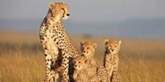 NT Live Presents: Travelling Light show poster