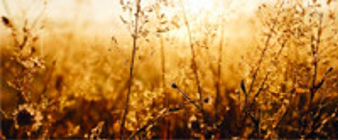 ELYSIAN FIELDS: Dawns, Dreams & Visions - Lyric Fest show poster