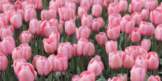 Spring Guitar Concert show poster