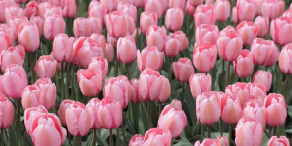 Spring Guitar Concert