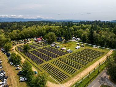 BLOOM FEST 2026 - Lavender Festival at Our Legacy Fields in Stanwood, July 18 and 19 show poster