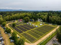 BLOOM FEST 2026 - Lavender Festival at Our Legacy Fields in Stanwood, July 18 and 19