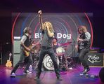 Black Dog - The Spirit of Led Zeppelin in Vancouver