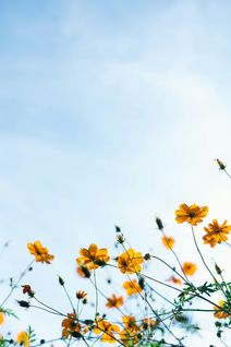 The Seasons of Vivaldi + Piazzolla