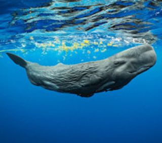 National Geographic Live: Secrets of the Whales show poster