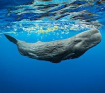 National Geographic Live: Secrets of the Whales