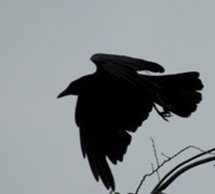 The Birds / The Receptionist show poster