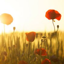 Summer Sunset Concert Featuring Instrumental Works by Handel, Zelenka, and Vivaldi