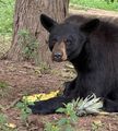 Beary Scary Sanctuary Trunk-or-Treat in Atlanta