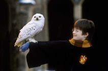 Harry Potter and the Sorcerer's Stone