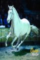 Cirque Ma'Ceo - Battle Ground in Seattle
