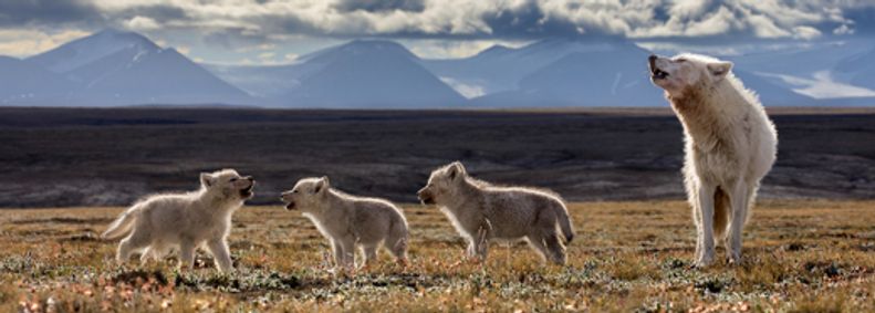 Exploring our Wild Nature: Wolves, Chimps & Gorillas with Photographer Ronan Donovan show poster