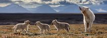 Exploring our Wild Nature: Wolves, Chimps & Gorillas with Photographer Ronan Donovan