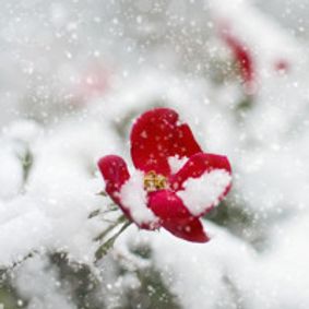 Midwinter Baroque Daydream Concert Featuring Brandenburg Concerto No. 5 show poster